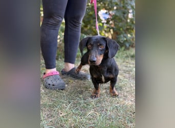 Maximus – Charmanter Dackel-Mix mit Persönlichkeit sucht seine Menschen 