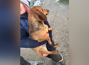 Little Foot KK Raus aus dem Tierheim rein ins Glück