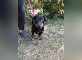 Maximus – Charmanter Dackel-Mix mit Persönlichkeit sucht seine Menschen 