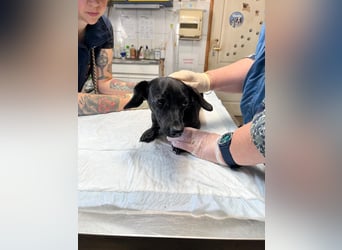 Minnie – Junge Dackelmix-Hündin sucht ihre Menschen fürs Leben 