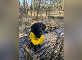 Sumi LM – Powerpaket auf der Suche nach ihrem Traumzuhause 