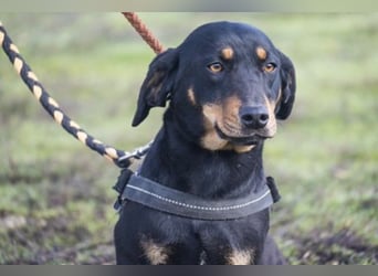 Tubi Si - Dackelmix-Mädel sucht Zuhause