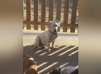 Simba – freundlicher Dackel-Mischling sucht liebevolle Familie für seinen Neustart 