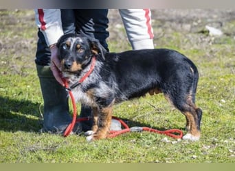 JAKOB (SI) – anhänglicher junger Dackel-Mix sucht sein Zuhause