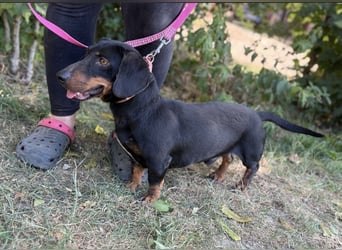 Maximus – Charmanter Dackel-Mix mit Persönlichkeit sucht seine Menschen 