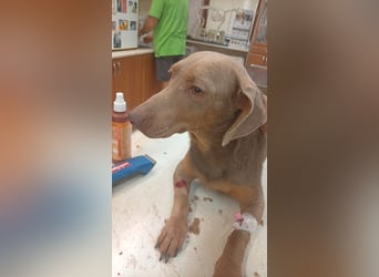 Kessi-Barna – ein Herzenshund auf dem Weg ins Glück 
