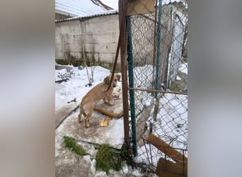 Ügyi VA – Kleine Hundedame auf der Suche nach ihrem sicheren Zuhause 
