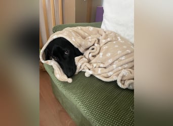 Sumi LM – Powerpaket auf der Suche nach ihrem Traumzuhause 