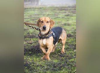 Marsall Si- kleiner Dackelmix möchte gerne warmes Körbchen beziehen