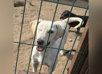 Simba – freundlicher Dackel-Mischling sucht liebevolle Familie für seinen Neustart 