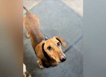 Tutaj – Kleiner Dackelmann sucht sein Für-immer-Zuhause