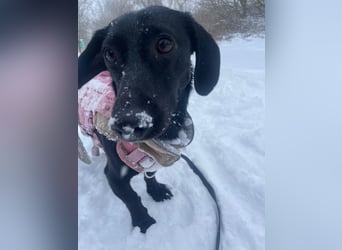 Sumi LM – Powerpaket auf der Suche nach ihrem Traumzuhause 