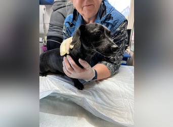 Minnie – Junge Dackelmix-Hündin sucht ihre Menschen fürs Leben 