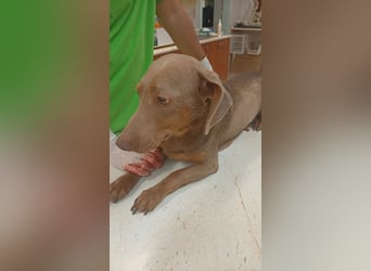 Kessi-Barna – ein Herzenshund auf dem Weg ins Glück 