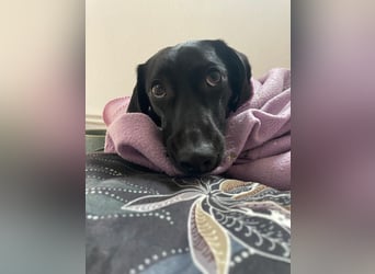 Sumi LM – Powerpaket auf der Suche nach ihrem Traumzuhause 