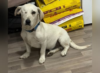 Simba – freundlicher Dackel-Mischling sucht liebevolle Familie für seinen Neustart 