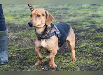 Marsall Si- kleiner Dackelmix möchte gerne warmes Körbchen beziehen