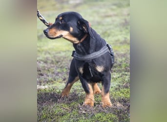 Tubi Si - Dackelmix-Mädel sucht Zuhause