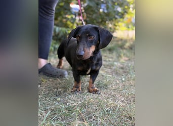 Maximus – Charmanter Dackel-Mix mit Persönlichkeit sucht seine Menschen 