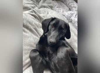 Sumi LM – Powerpaket auf der Suche nach ihrem Traumzuhause 