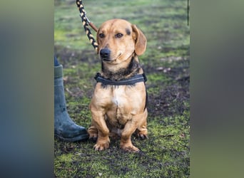 Marsall Si- kleiner Dackelmix möchte gerne warmes Körbchen beziehen