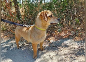 Ügyi VA – Kleine Hundedame auf der Suche nach ihrem sicheren Zuhause 