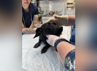 Minnie – Junge Dackelmix-Hündin sucht ihre Menschen fürs Leben 
