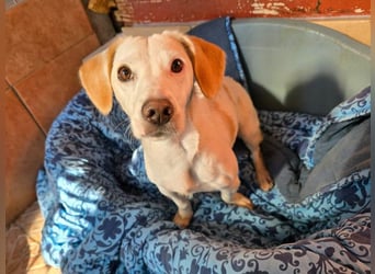 RESERVIERT !! Anna Maria - schau mir in die Augen, Kleines!