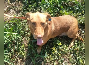 Schönes Zuhause für Dackel-Mix-Girl „SALLY“ gesucht
