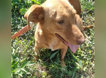 Schönes Zuhause für Dackel-Mix-Girl „SALLY“ gesucht