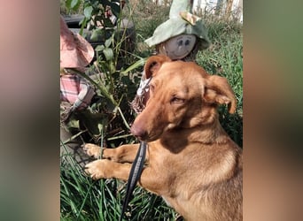 Schönes Zuhause für Dackel-Mix-Girl „SALLY“ gesucht
