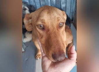 Schönes Zuhause für Dackel-Mix-Girl „SALLY“ gesucht