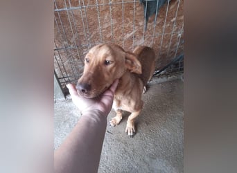 Schönes Zuhause für Dackel-Mix-Girl „SALLY“ gesucht