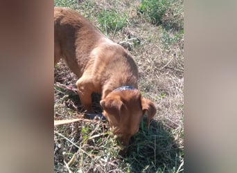 Schönes Zuhause für Dackel-Mix-Girl „SALLY“ gesucht
