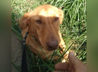 Schönes Zuhause für Dackel-Mix-Girl „SALLY“ gesucht