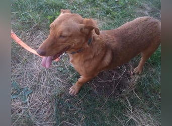 Schönes Zuhause für Dackel-Mix-Girl „SALLY“ gesucht