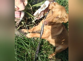 Schönes Zuhause für Dackel-Mix-Girl „SALLY“ gesucht