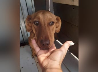 Schönes Zuhause für Dackel-Mix-Girl „SALLY“ gesucht