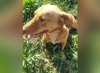 Schönes Zuhause für Dackel-Mix-Girl „SALLY“ gesucht