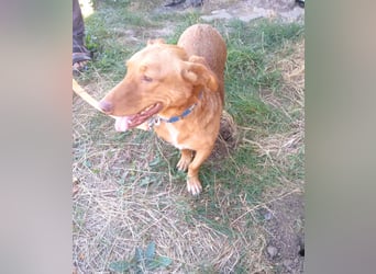 Schönes Zuhause für Dackel-Mix-Girl „SALLY“ gesucht