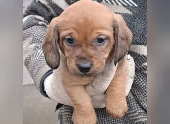 KRÜMEL SUCHT DAS ABENDTEUER