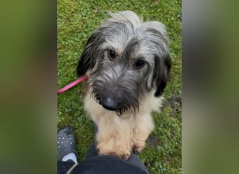 Csomi sucht einen Kuschelplatz