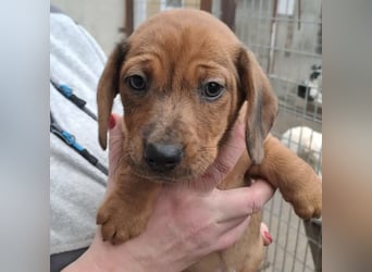 NALA - SÜßER DACKELWELPE