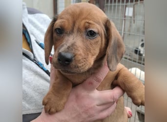 NALA - SÜßER DACKELWELPE