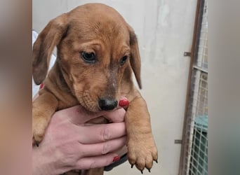 CLEO SUCHT FÜR-IMMER-ZUHAUSE