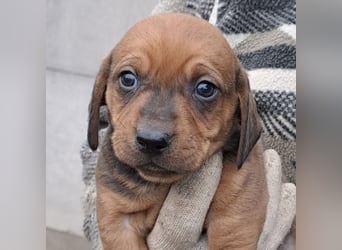 FINN - SÜßER DACKELJUNGE