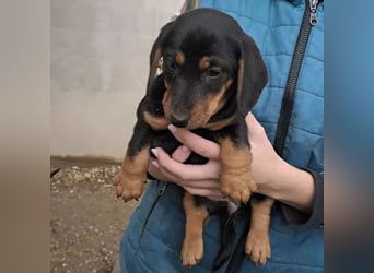 ELLIE - DACKELMÄDCHEN SUCHT FAMILIE