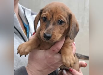 JULIE - AUF DER SUCHE NACH GEBORGENHEIT