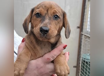 JULIE - AUF DER SUCHE NACH GEBORGENHEIT