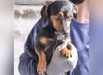 BENIKA - SCHÜCHTERNE SEELE